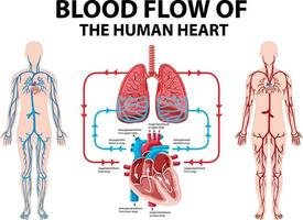 Diagram showing blood flow of human heart vector