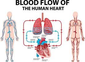 diagrama que muestra el flujo sanguíneo del corazón humano vector