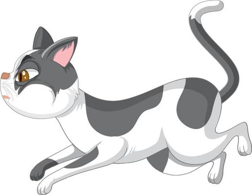 A cat running on white background