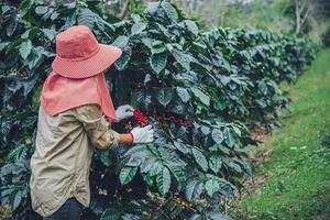 agricultura, cafetal cafeto con granos de café, las trabajadoras están cosechando granos de café rojos maduros. foto