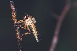 Un disparo macro extremo de una mosca ladrona foto