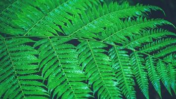 Natural background. Green fern leaves color backdrop. photo