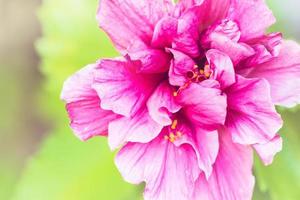 background Flower Hibiscus rosa-sinensis L. photo