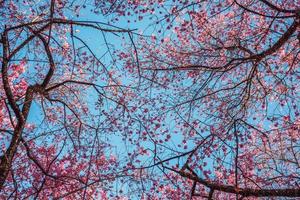 fondo naturaleza flor san valentín prunus cerasoides foto