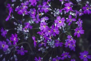 flor de la naturaleza de fondo. flores de jardin foto