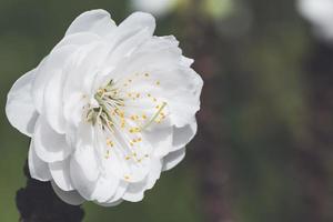 fondo naturaleza flor durazno flores blancas foto