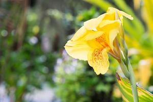 yellow flower. flower Canna photo