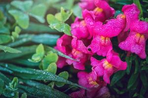 flor de la naturaleza de fondo. flores rosadas y moradas foto