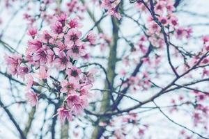 fondo naturaleza flor san valentín prunus cerasoides foto