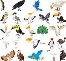 diferentes tipos de colección de aves vector