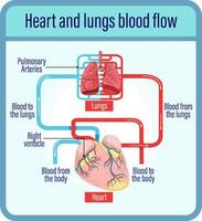 diagrama que muestra el flujo sanguíneo del corazón humano vector