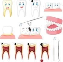 Set of all types of teeth on white background vector