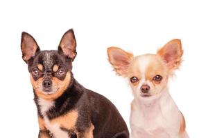 Two black and white chihuahua dogs isolated on a white background. Pets, dogs. photo