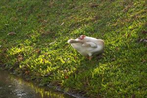 Duck stand next to a pond photo