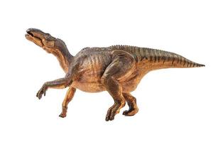 Iguanodon , Dinosaur on white background photo