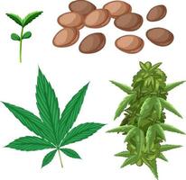 semillas y hojas de cannabis