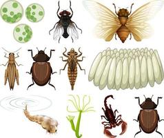 Different kinds of insects and animals on white background vector