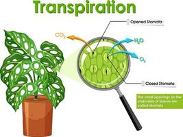 diagrama que muestra la transpiración en la planta vector