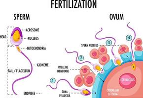 diagrama que muestra la fertilización en humanos vector