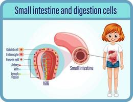 Digestión y células de digestión e intestino delgado. vector