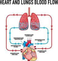 Diagram showing heart and lungs blood flow vector