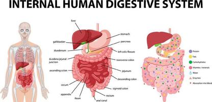 diagrama que muestra el sistema digestivo humano interno vector