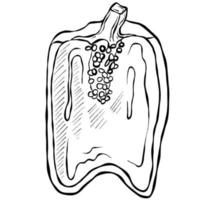 boceto dibujado a mano vector