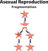 Asexual reproduction fragmentation with starfish vector