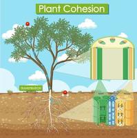 diagrama que muestra la cohesión vegetal vector