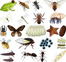 Different kinds of insects and animals on white background vector