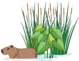 Wombat swimming in water vector