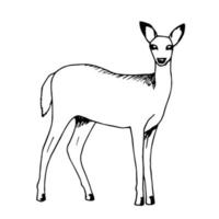 Hand-drawn vector sketch with black outline. White-tailed young deer in full growth side view isolated on a white background. Wild forest animal, nature. Ink drawing.