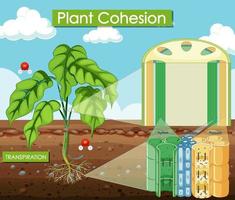 diagrama que muestra la cohesión vegetal vector