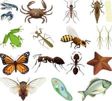 Different kinds of insects and animals on white background vector