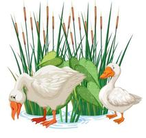 Two ducks standing in water vector