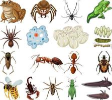 Different kinds of insects and animals on white background vector