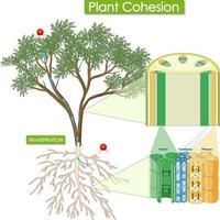 diagrama que muestra la cohesión vegetal vector