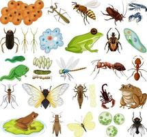 Different kinds of insects and animals on white background vector