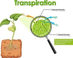 Diagram showing transpiration in plant vector