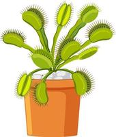 Venus flytrap carnivorous plant  and insect vector