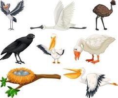 diferentes tipos de colección de aves vector