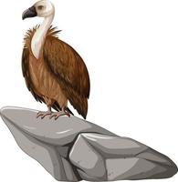 Vulture standing on stone on white background
