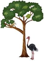 Ostrich standing under the tree vector