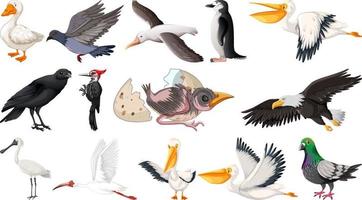 diferentes tipos de colección de aves vector