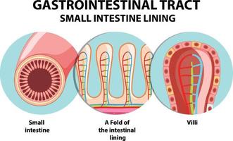 Diagram showing gastrointestinal tract vector