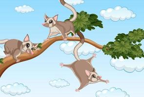 Three sugar gliders on the branch vector