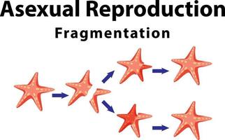 Asexual reproduction fragmentation with starfish vector