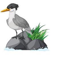 Crested tern standing on rock vector