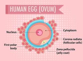 Diagram showing human egg ovum vector