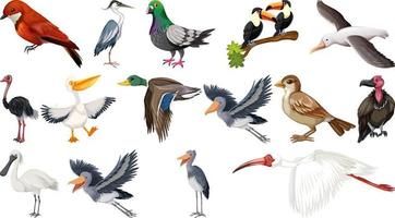 diferentes tipos de colección de aves vector